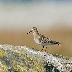 Shorebirds