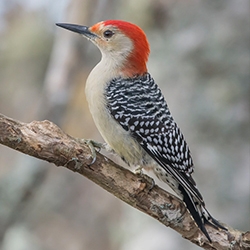 Woodpeckers